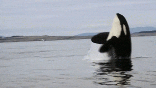 untitled.gif