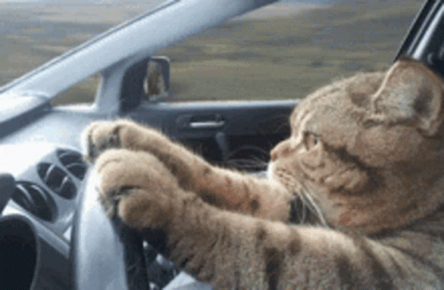 untitled.gif