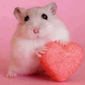 untitled.gif