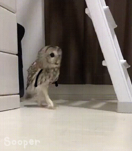 untitled.gif