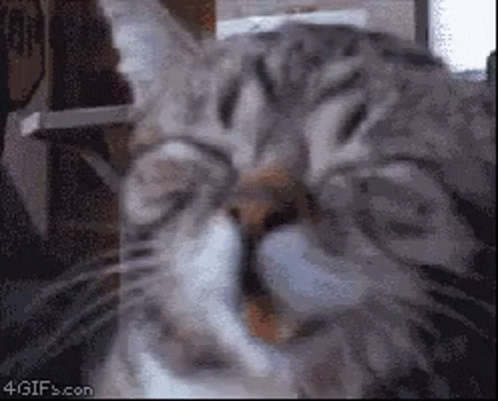 untitled.gif