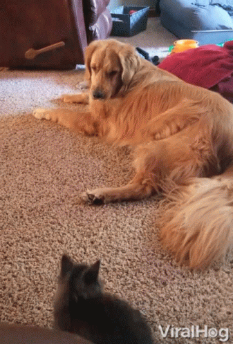 untitled.gif
