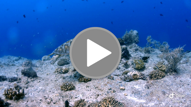 videos/f9c3efecc58b62aa31b9e0261c001495-00001.png