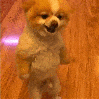 Image of Dag