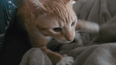 untitled.gif