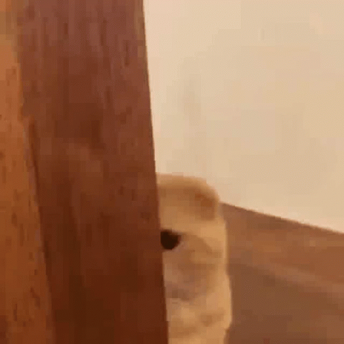 untitled.gif