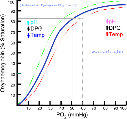 Hemoglobin saturation curve