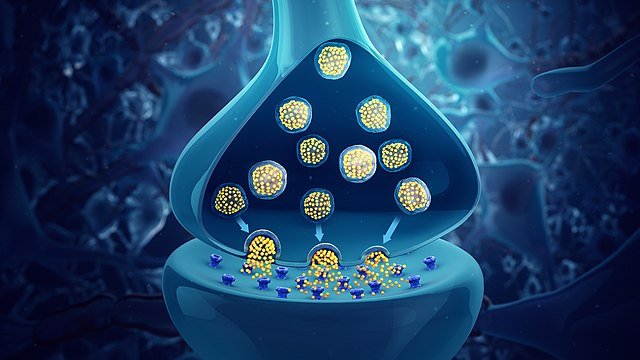 Synaptic vesicles containing neurotransmitters