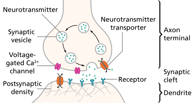 When an action potential arrives at the end of the pre-synaptic axon (top), it causes the release of neurotransmitter molecules that open ion channels in the post-synaptic neuron (bottom). The combined excitatory and inhibitory postsynaptic potentials of such inputs can begin a new action potential in the post-synaptic neuron.