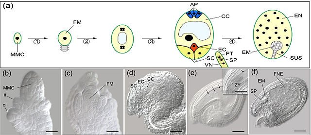 Double fertilization in Arabidopsis