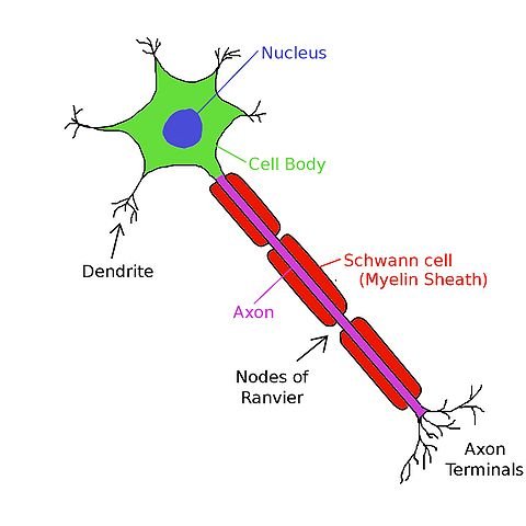 In saltatory conduction, an action potential at one node of Ranvier causes inwards currents that depolarize the membrane at the next node, provoking a new action potential there; the action potential appears to "hop" from node to node.
