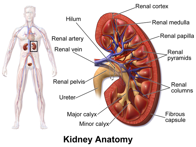 Human kidney