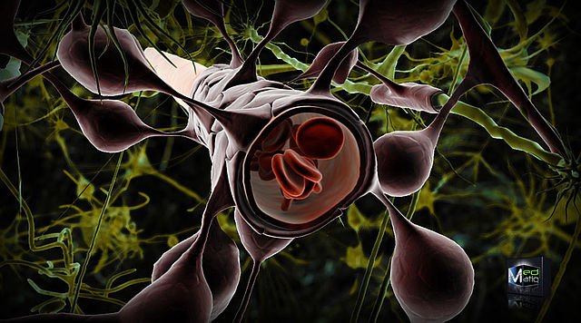 Astrocytes surrounding capillaries in the brain to form the blood brain barrier