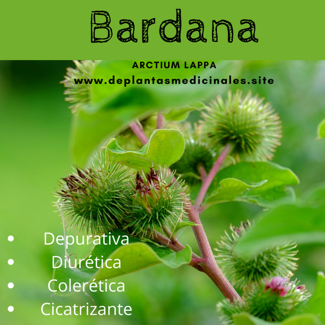 lampazo o bardana