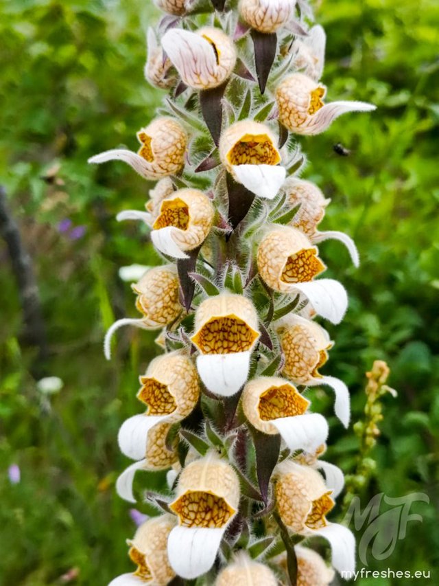 Digitalis lanata