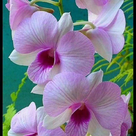 featured