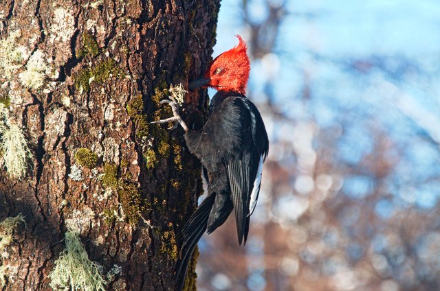 featured