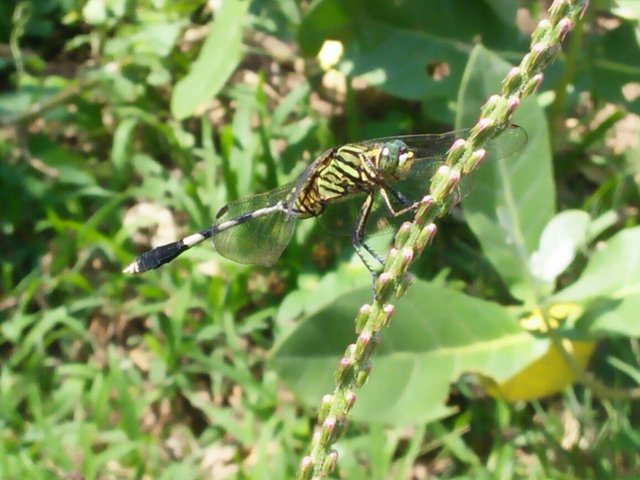 featured