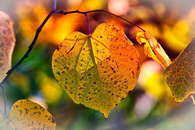 featured