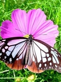 featured