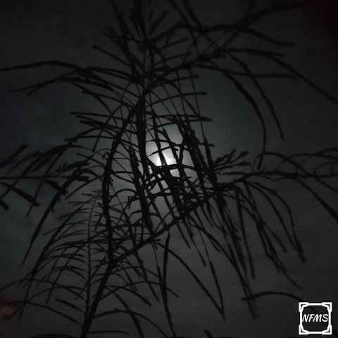 featured