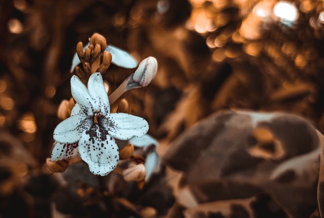 featured
