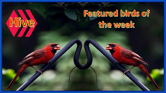 featured