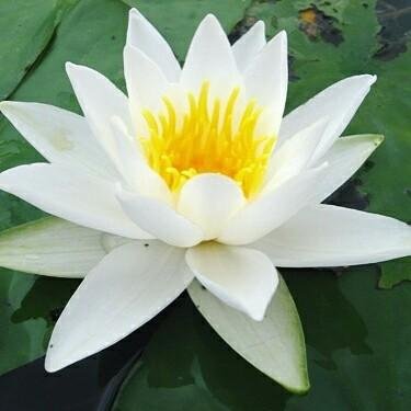 featured