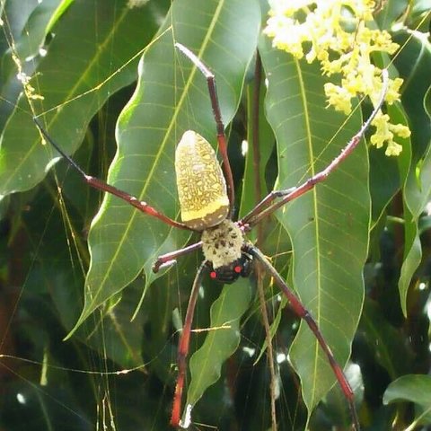 featured