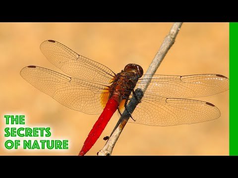 featured