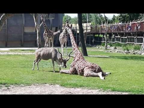 featured
