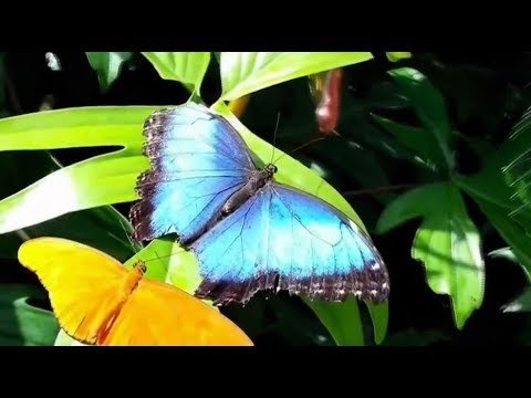 featured