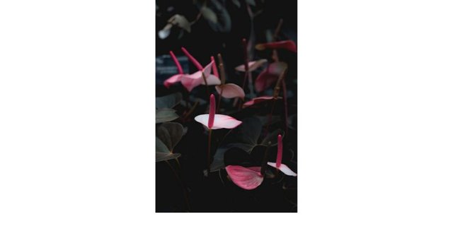 featured