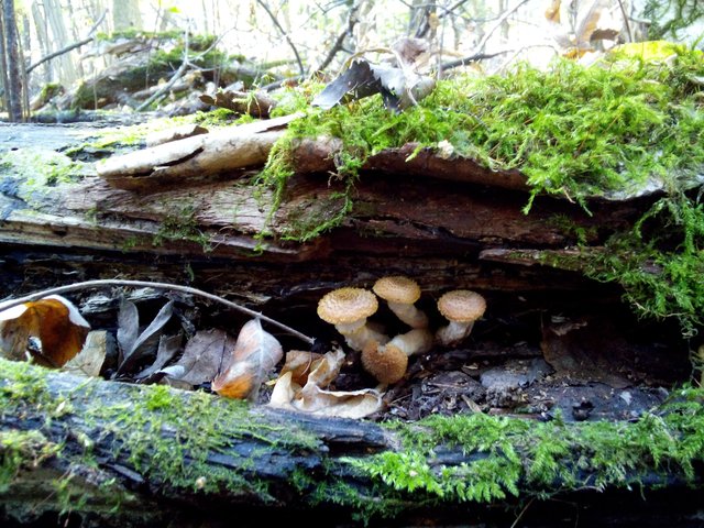 featured
