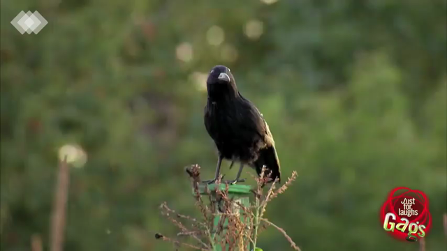 featured
