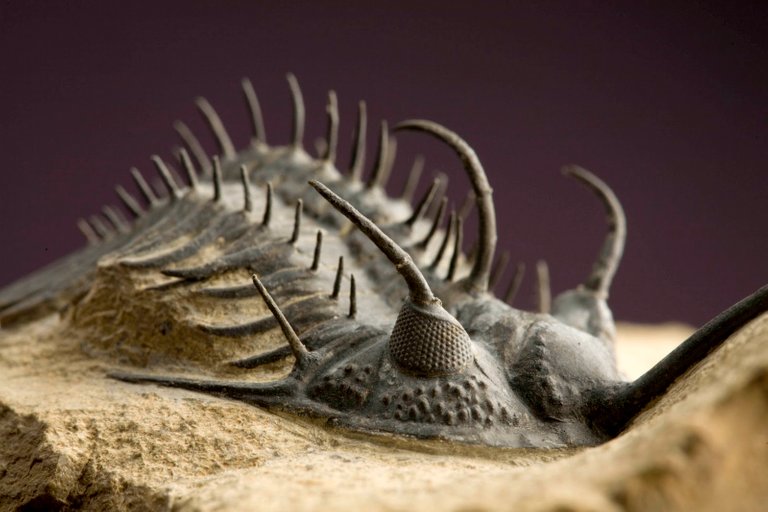 Trilobite