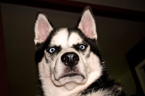 The husky of disdain