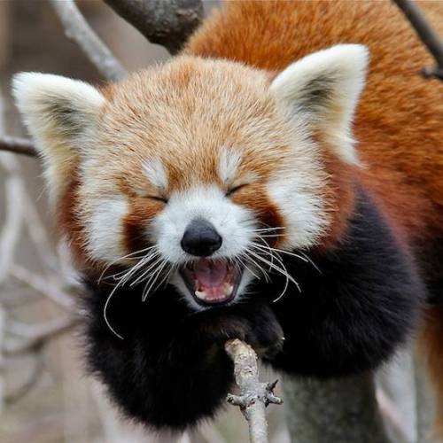 The laughing panda