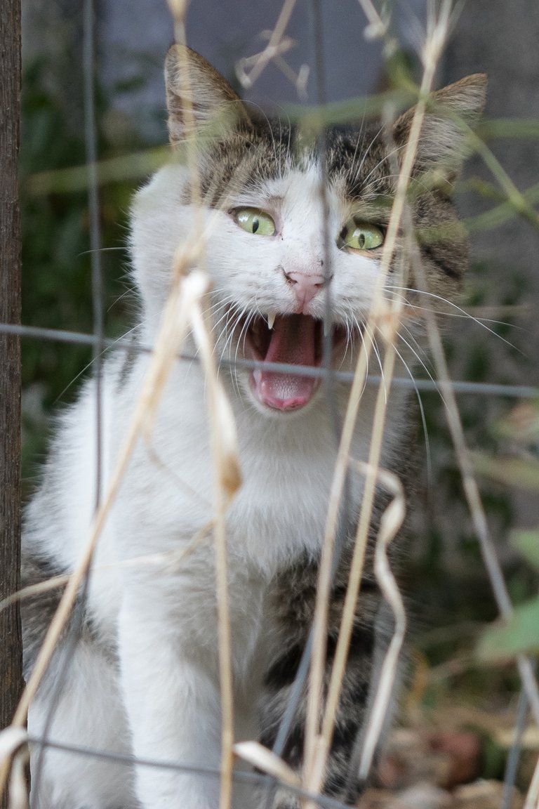 DEK Photography: Yawning Kitty of the Day