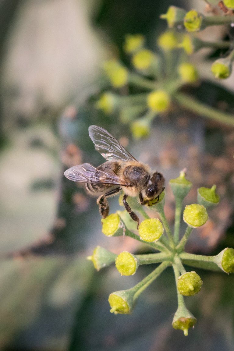 DEK Photography: Two Natural Enemies