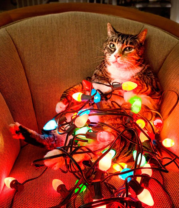 cat_in_Christmas_lights