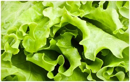 romaine lettuce