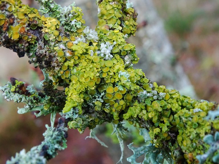 a brightly colored lichen