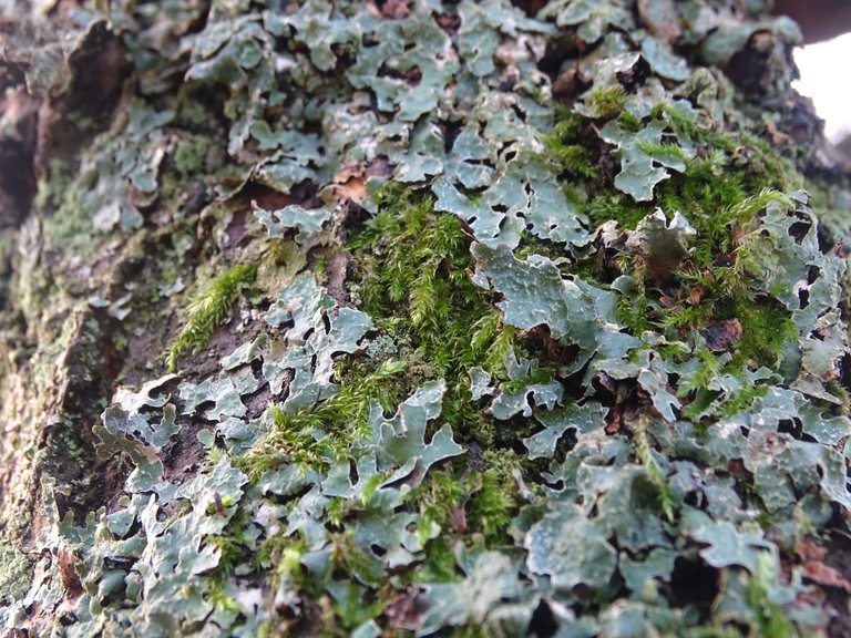 moss and lichen growing intertwined