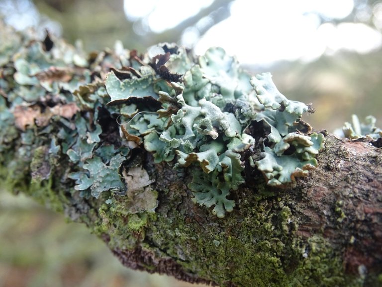 color shot of leafy lichen in blue-grey