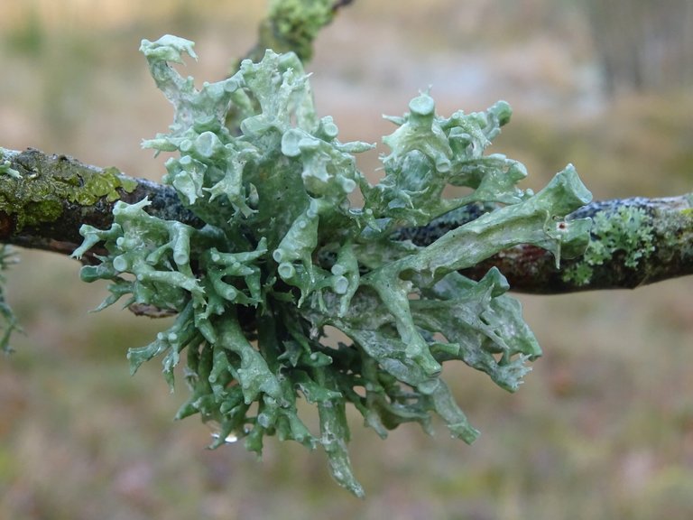 a spiky lichen much larger than the branch it's growing on