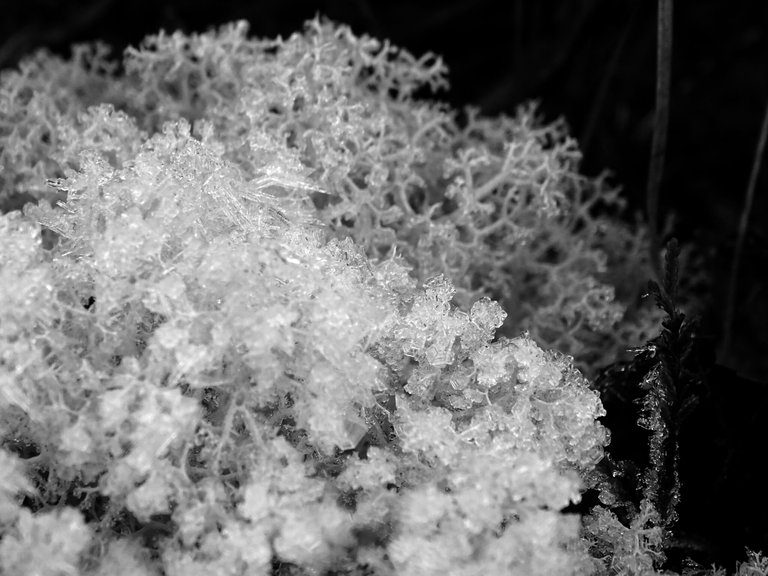 black and white of spiky ground lichen covered in frost