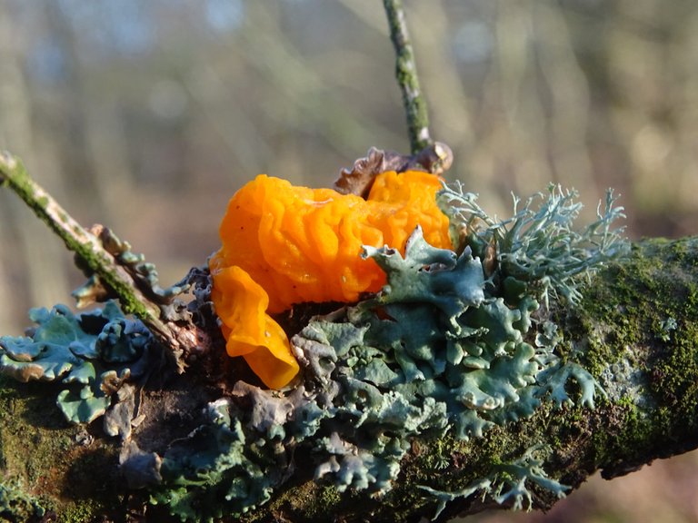 a blob of witch's butter surrounded by lichen
