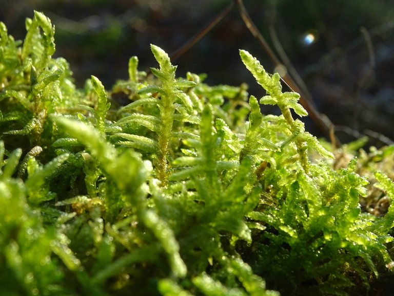 close-up of sun on moss