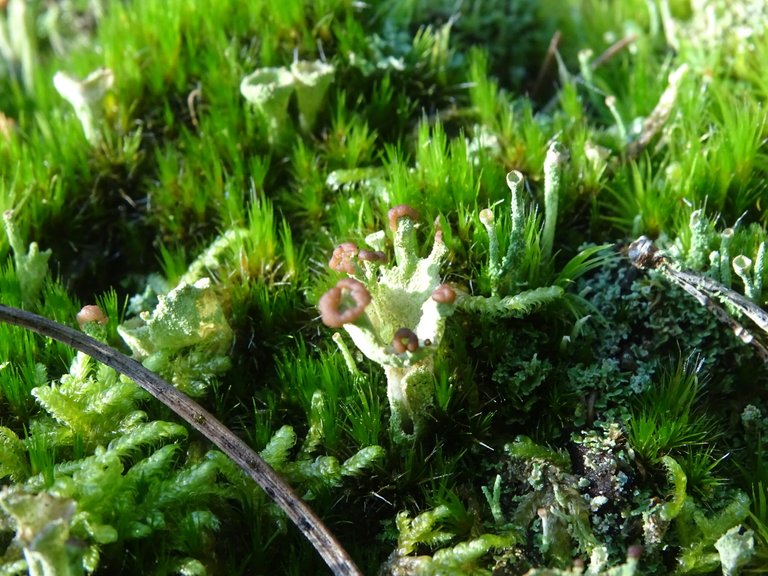 a unique hand-like lichen with darker "blooms" on the finger tips amidst moss and mixed lichens